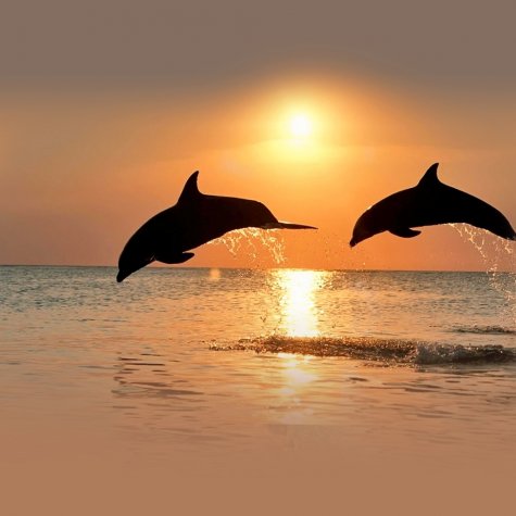 Sunset & Dolphins 