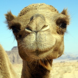Excursiones en camello en lanzarote